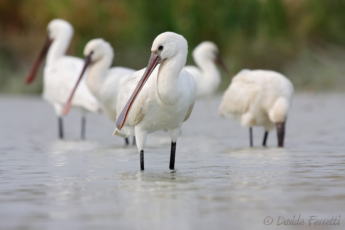 Spoonbills in park