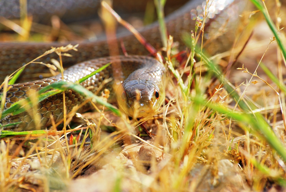 saettone occhi rossi
