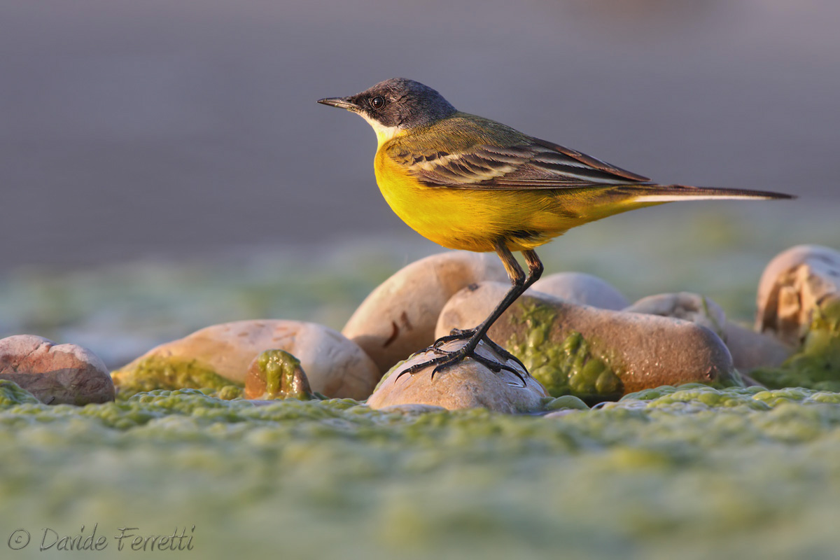 Yellow Wagtail ssp. cinereocapilla