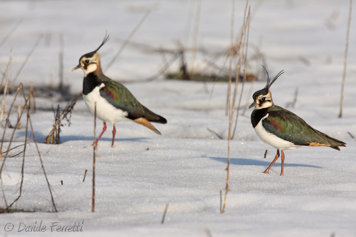 Lapwings
