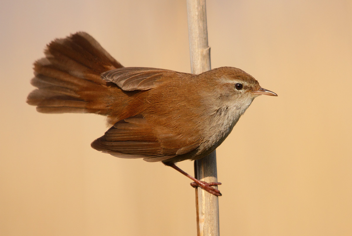 Cetti's Warbler