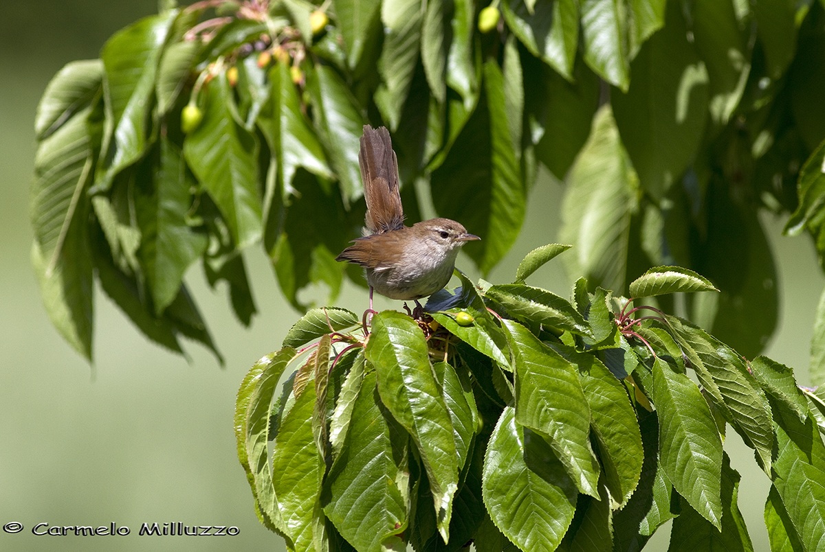 Cetti's Warbler