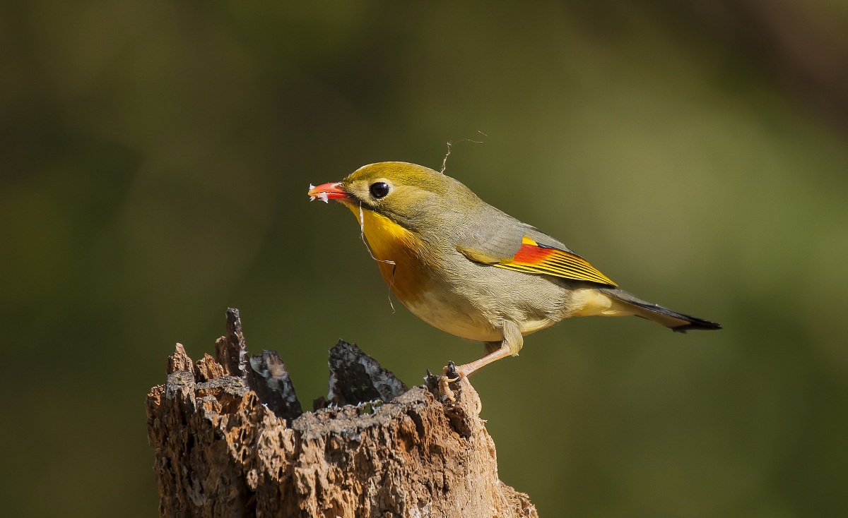 Usignolo del Giappone