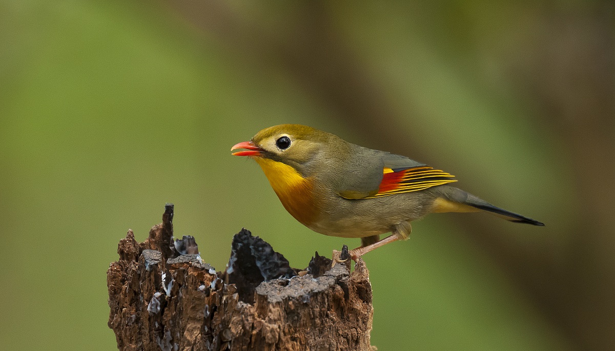 Usignolo del Giappone.