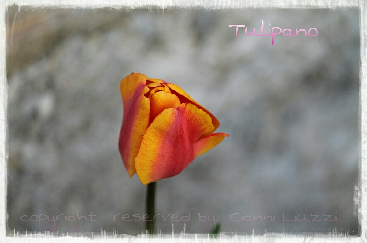 Tulip 2