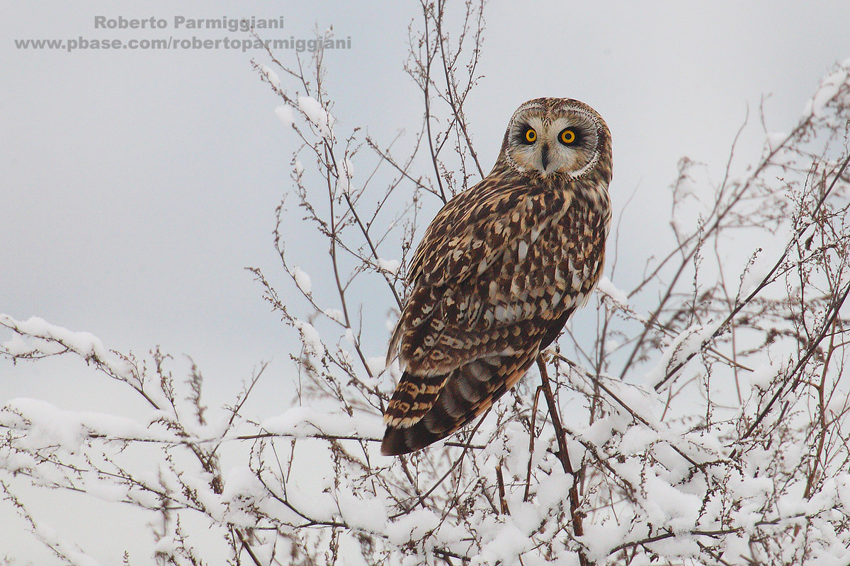 Composizione invernale