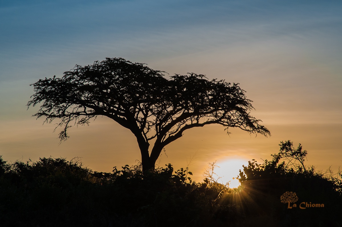 Tramonto in savana