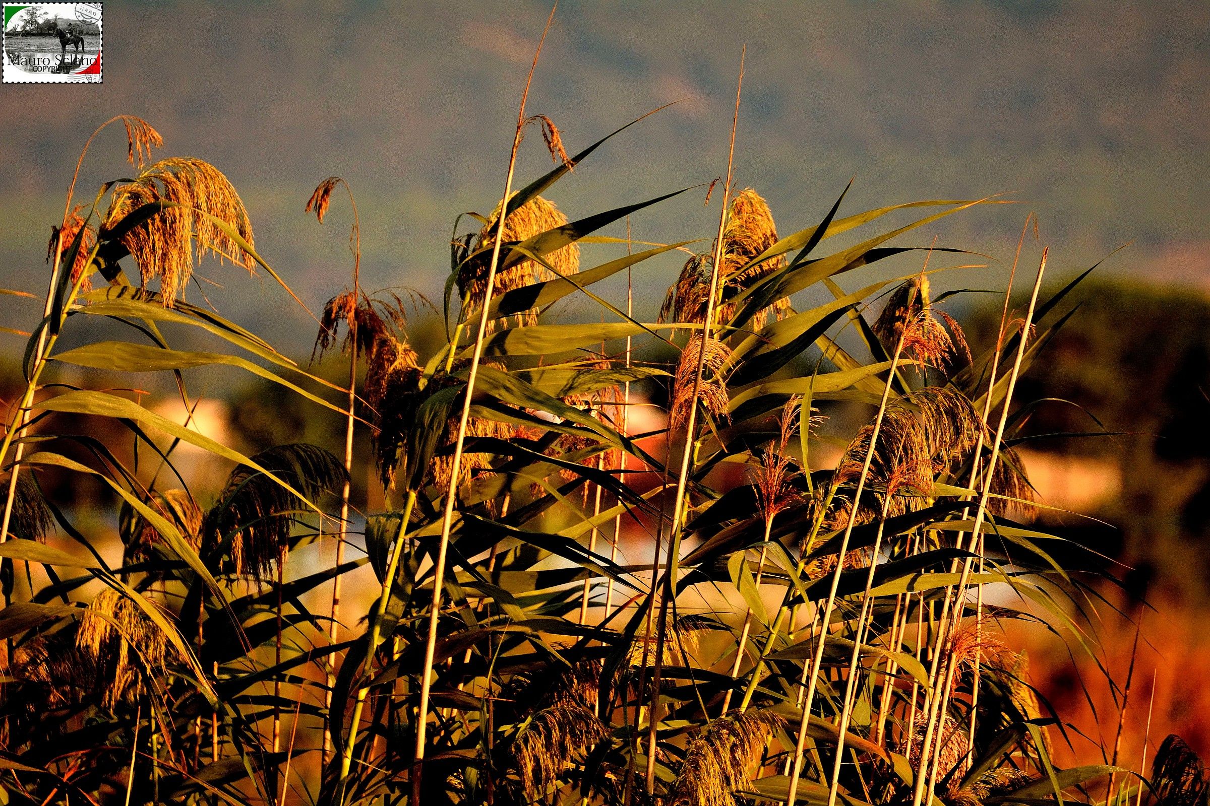 Oasis Diaccia Botrona