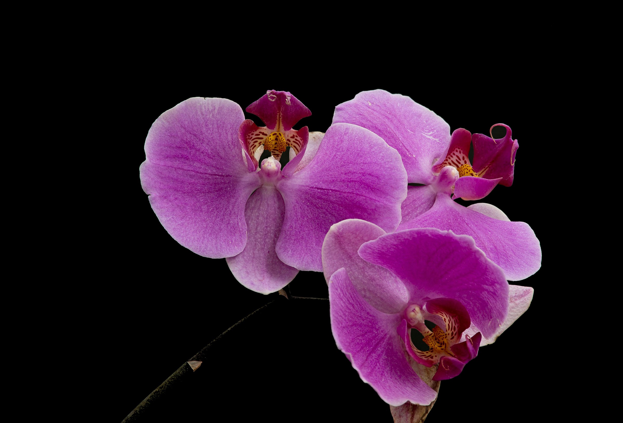 Orchid Stack
