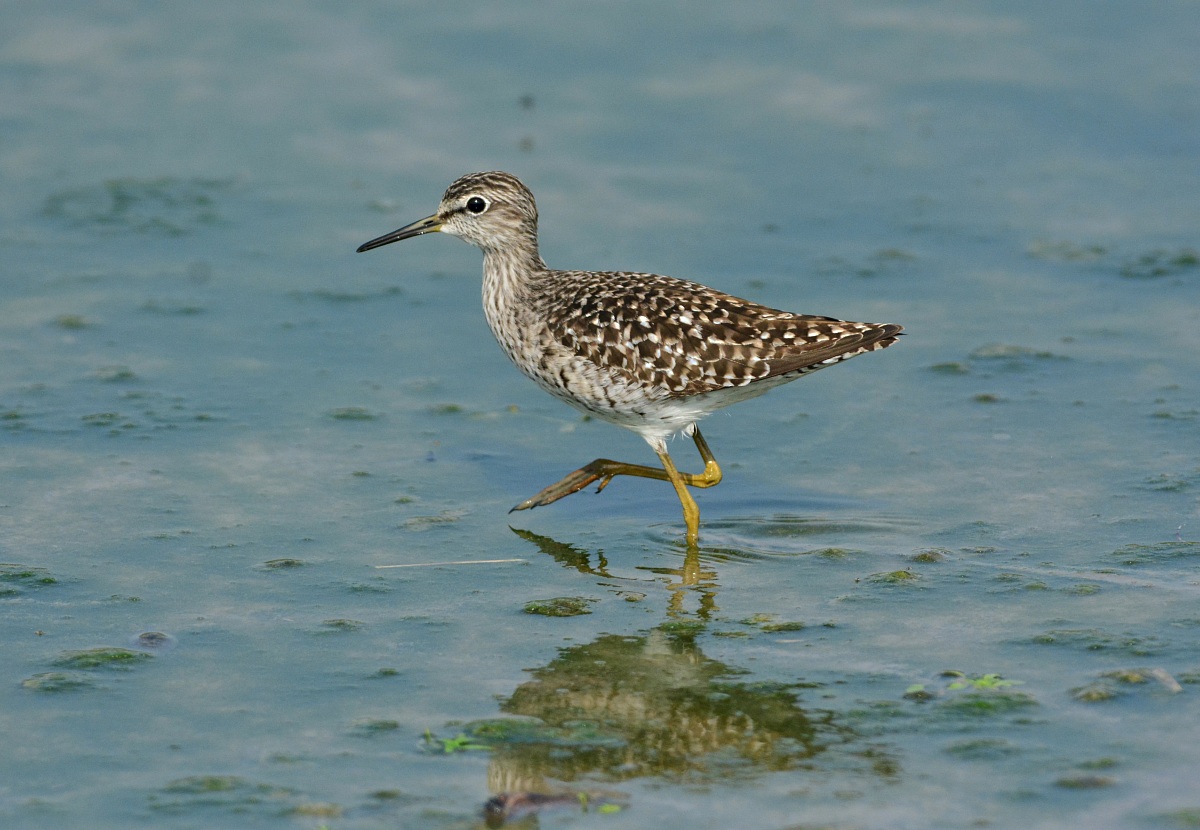 piropiro boschereccio