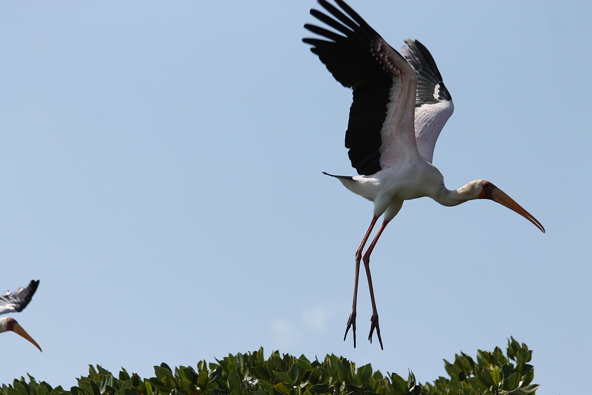 Yellow-billed Stork