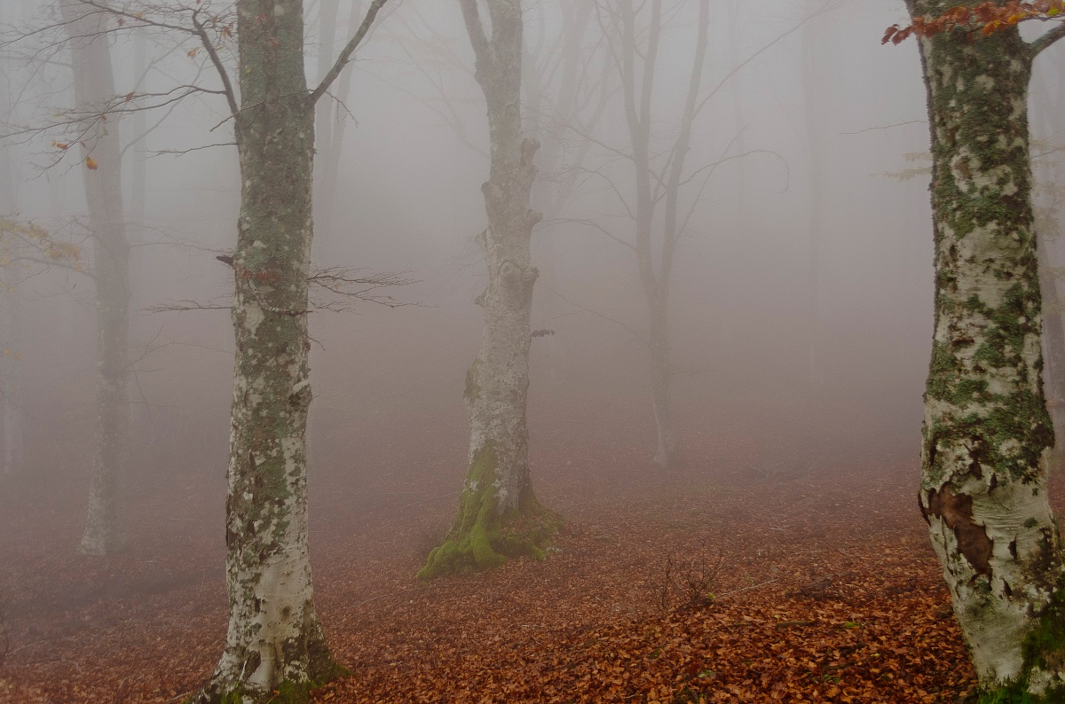 Bosco nella nebbia