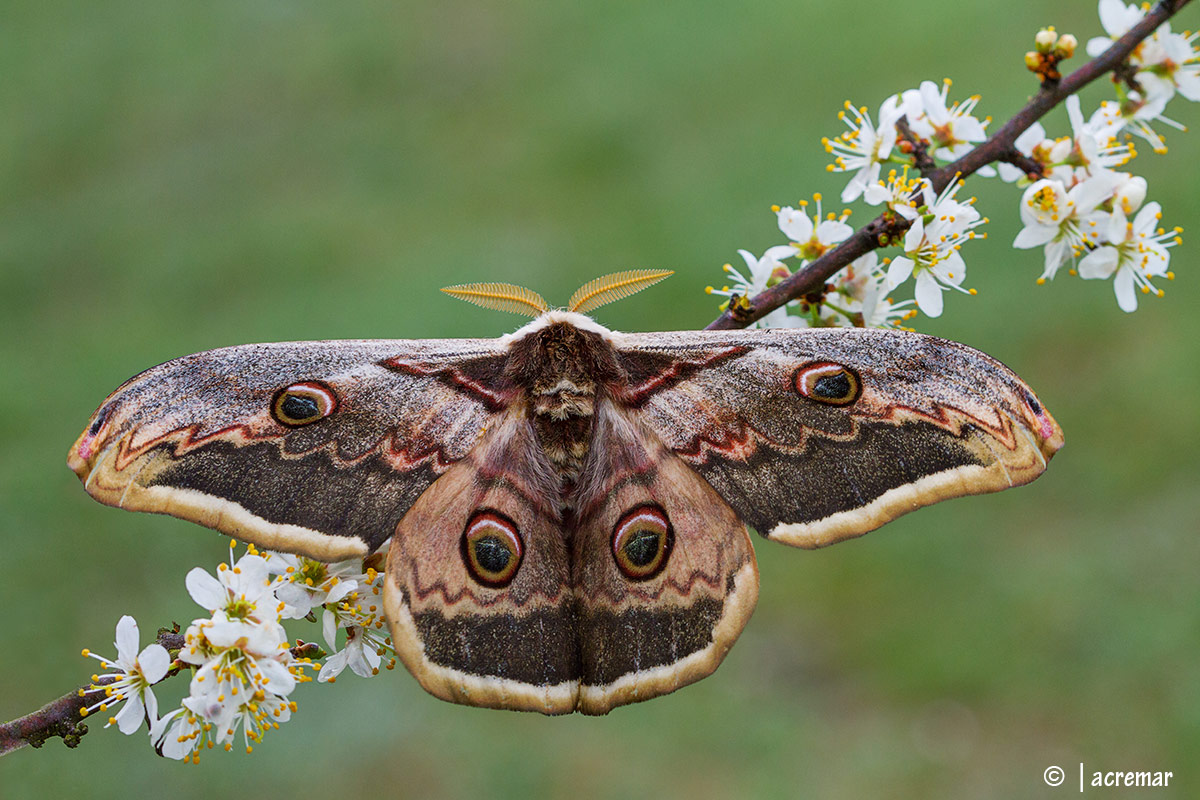 Saturnia pyri #Saturniidae
