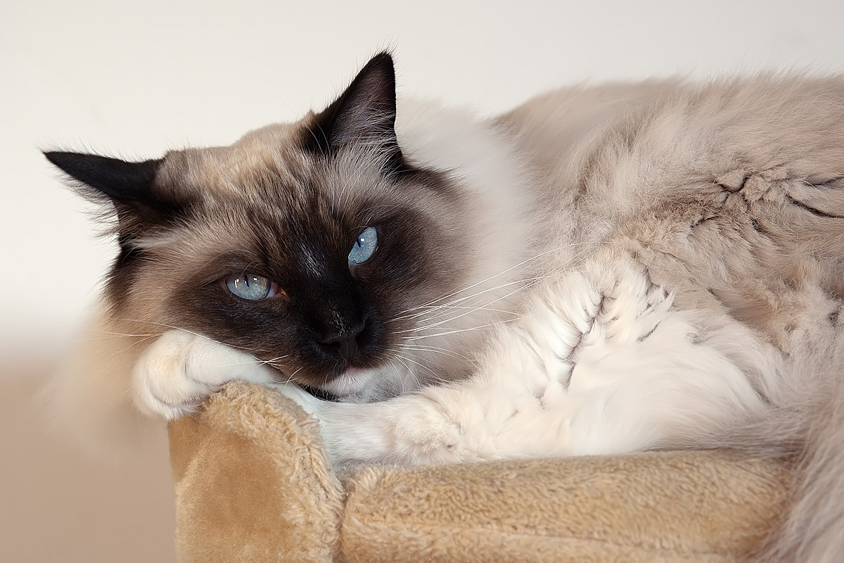 Mac (RagDoll)