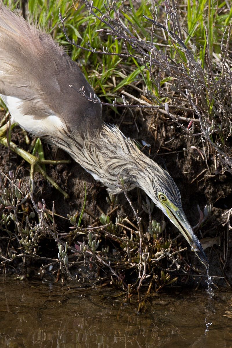 pesciolino beccato al