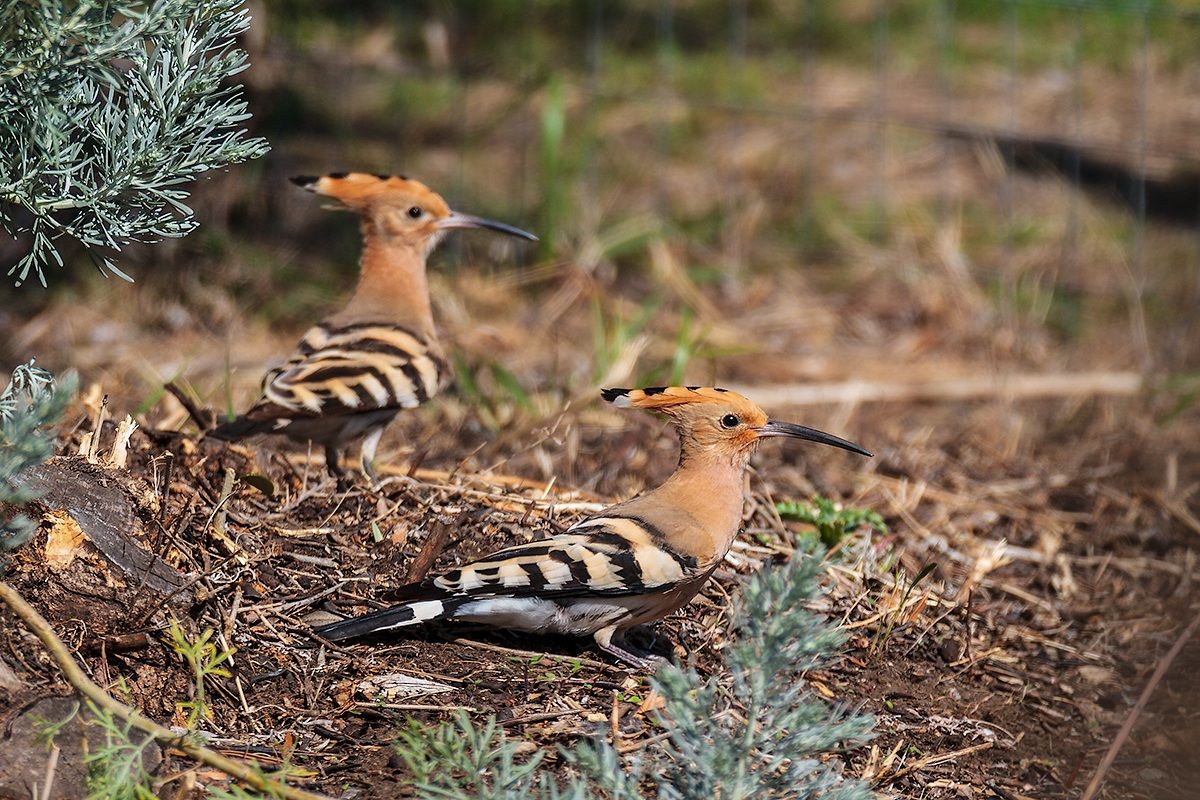 Pair of Hoopoes