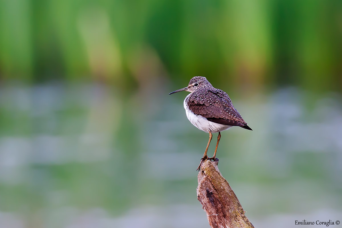 Sandpiper