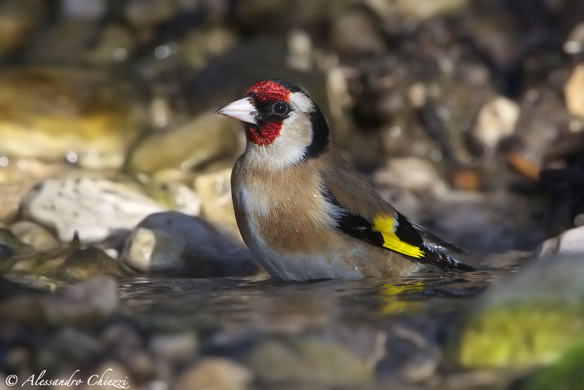 Goldfinch