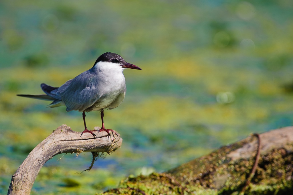 Whiskered Tern 1