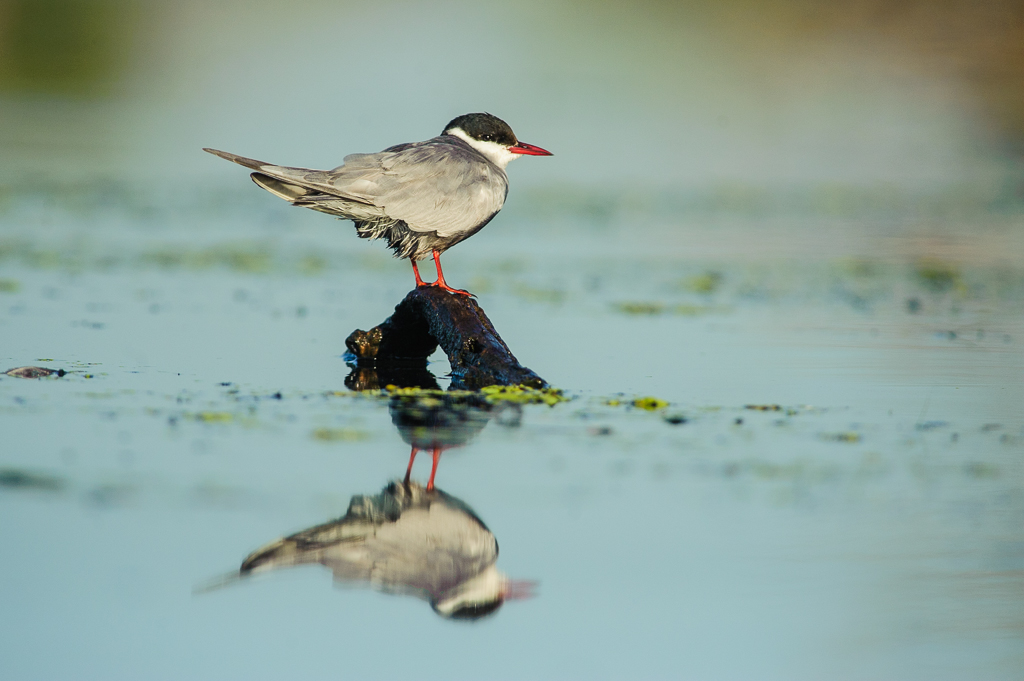 Whiskered Tern 2