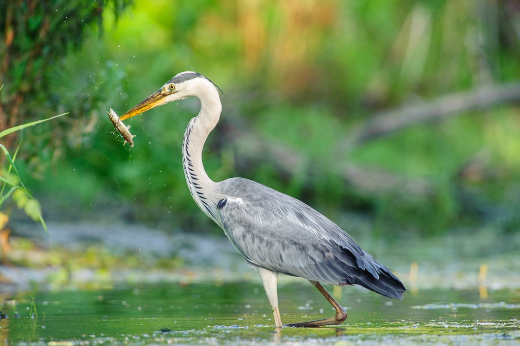Grey Heron