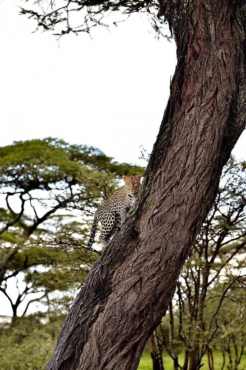 Ngorongoro Conservation Area - leopardo