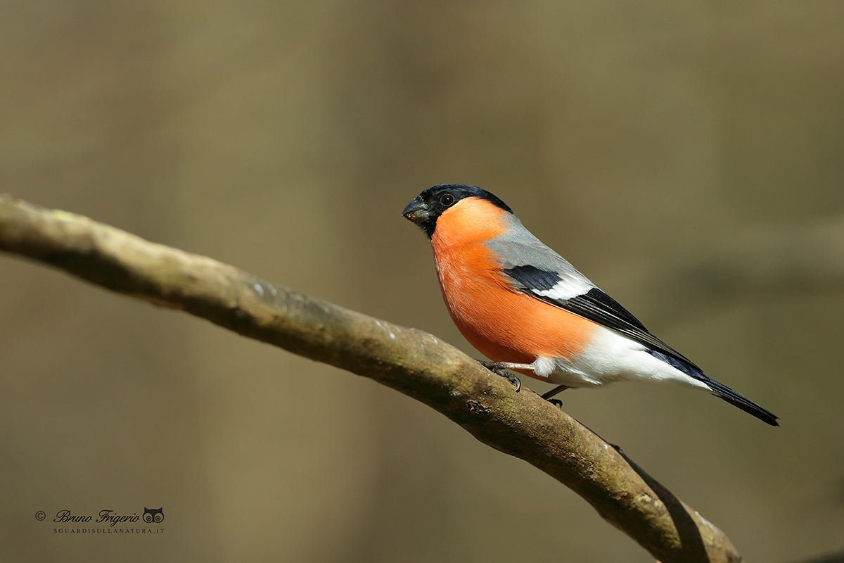bullfinch