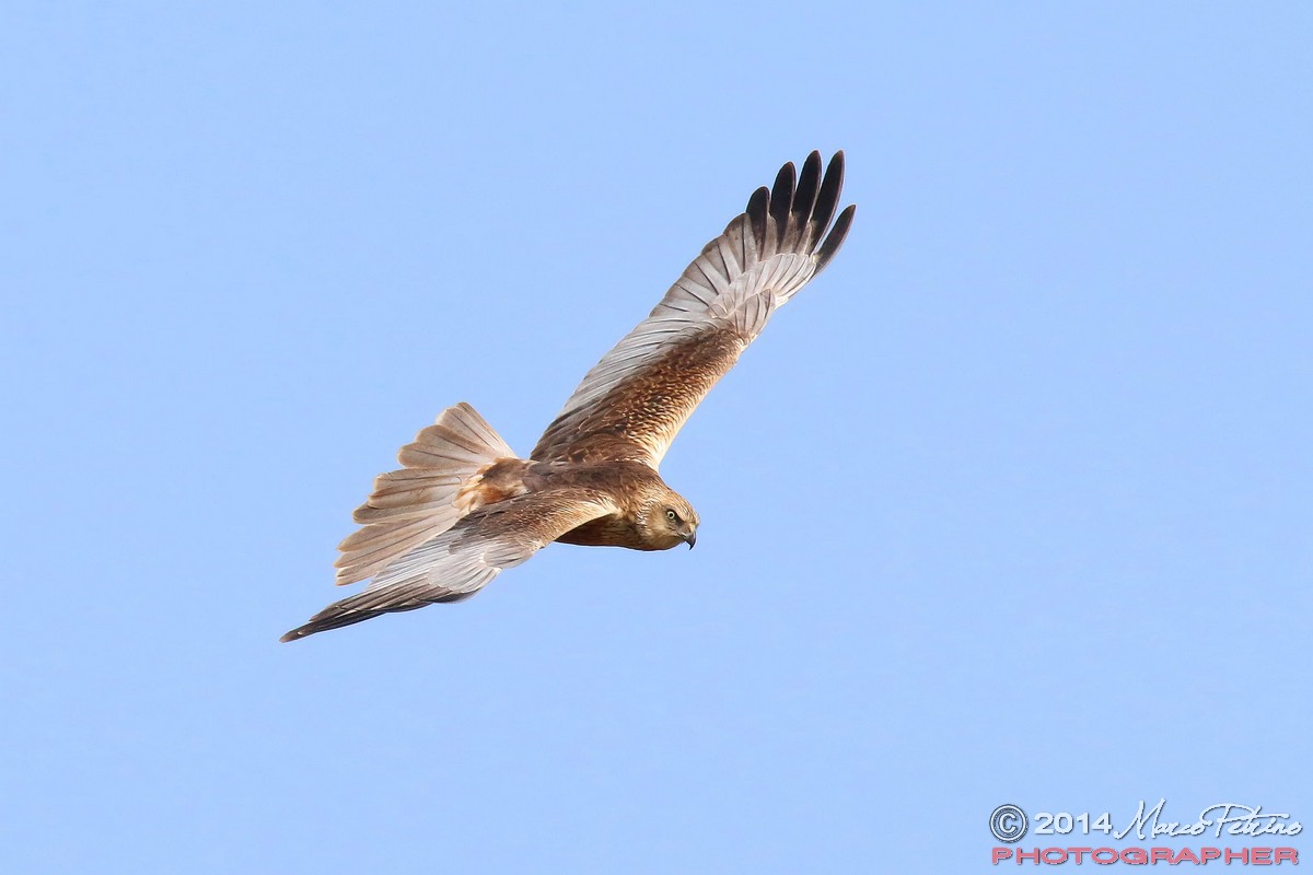 Falco di palude (Circus aeruginosus)