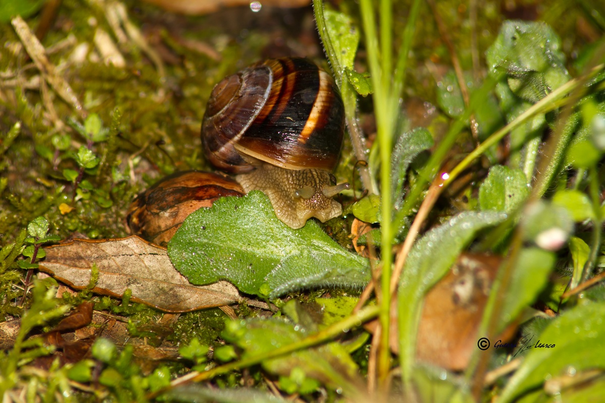 adagio adagio arrivo anch'io