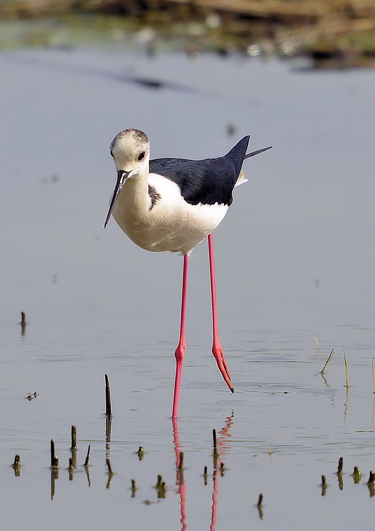 cavaliere d'italia 3