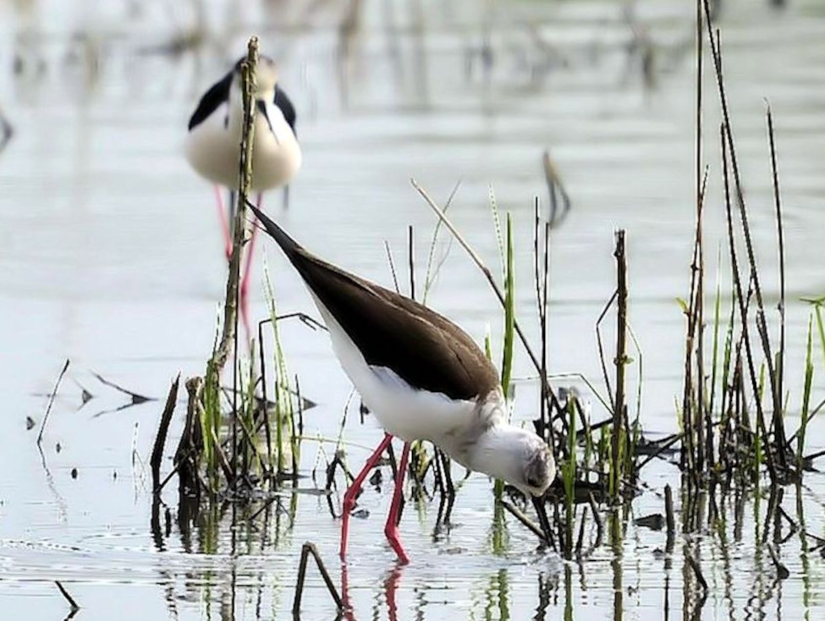 cavaliere d'italia 3