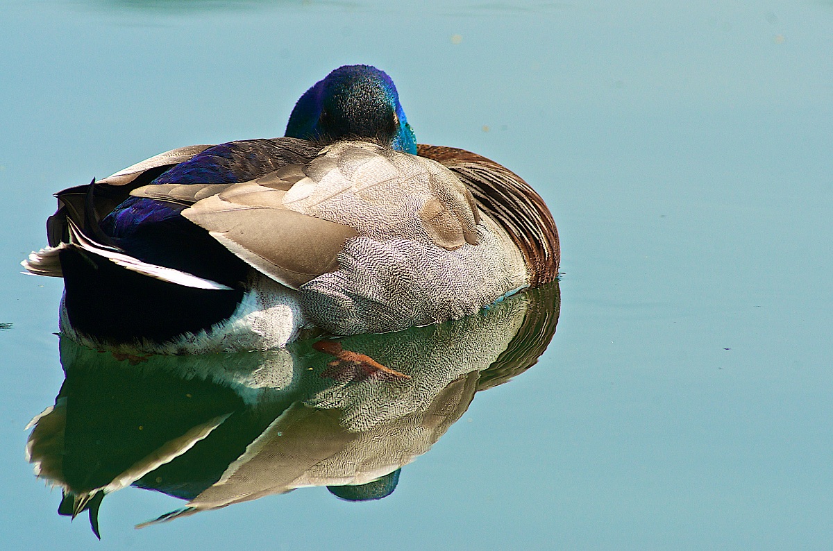 Mallard in flight