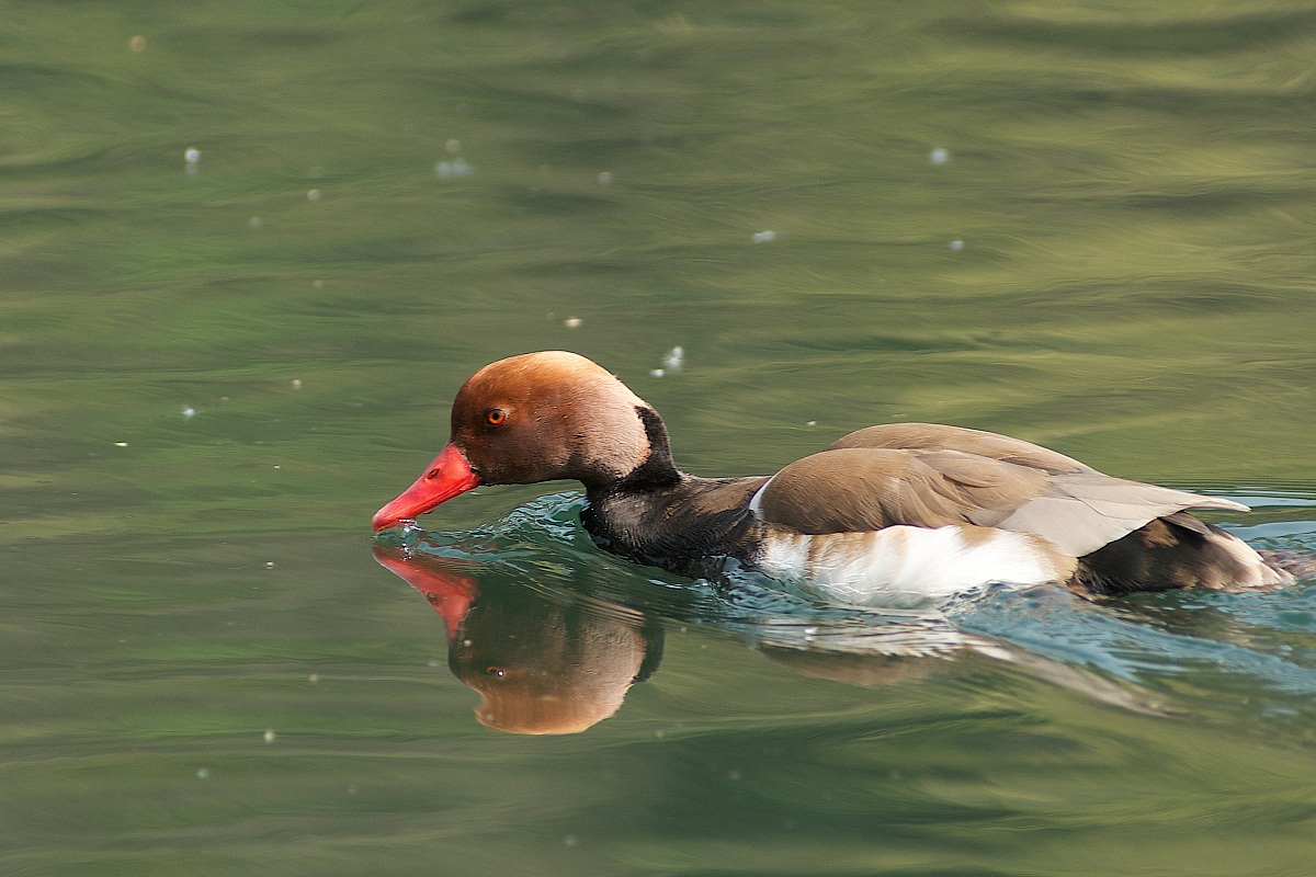 Pochard