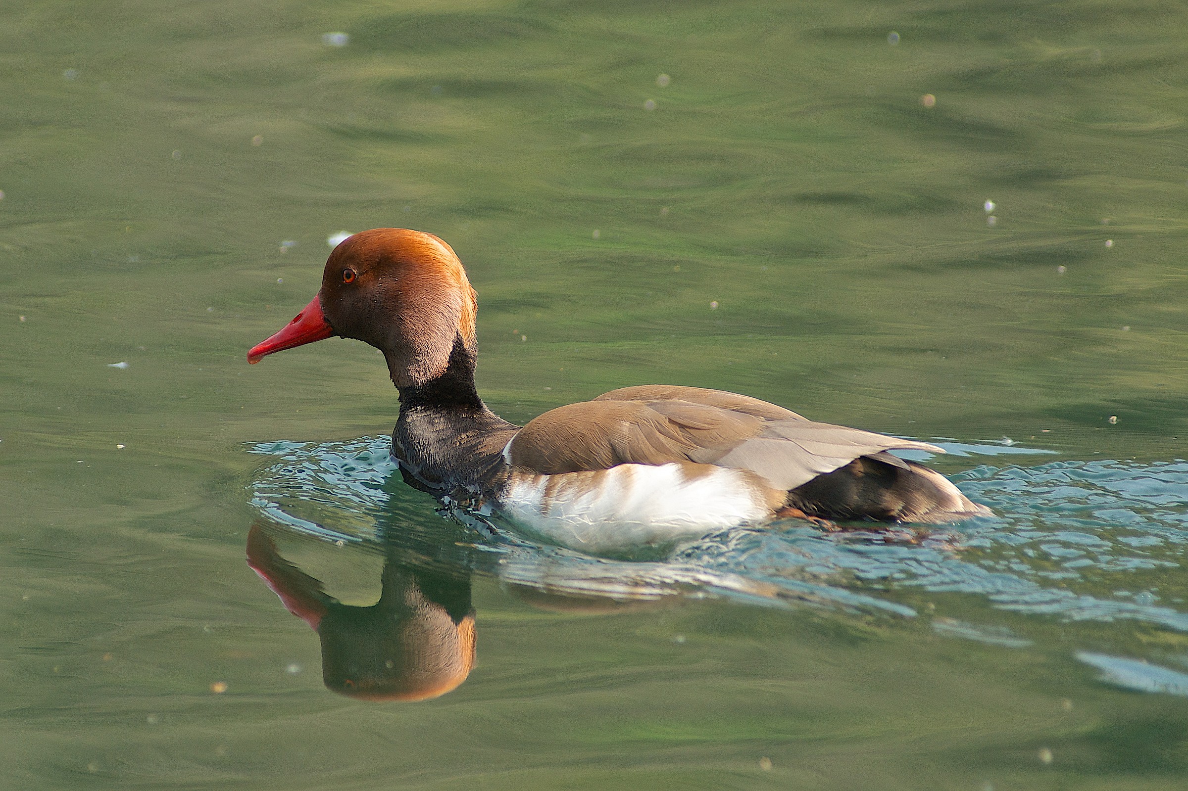 Pochard 2