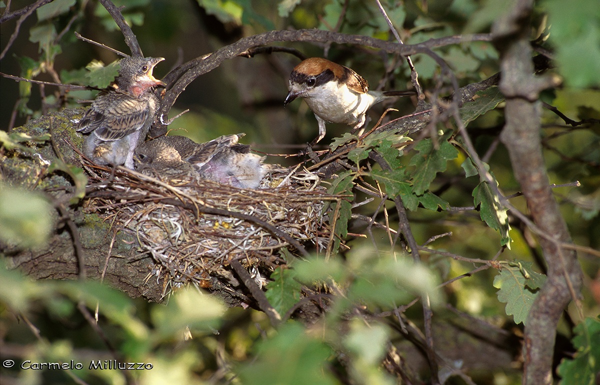 Shrike Brood woodchat