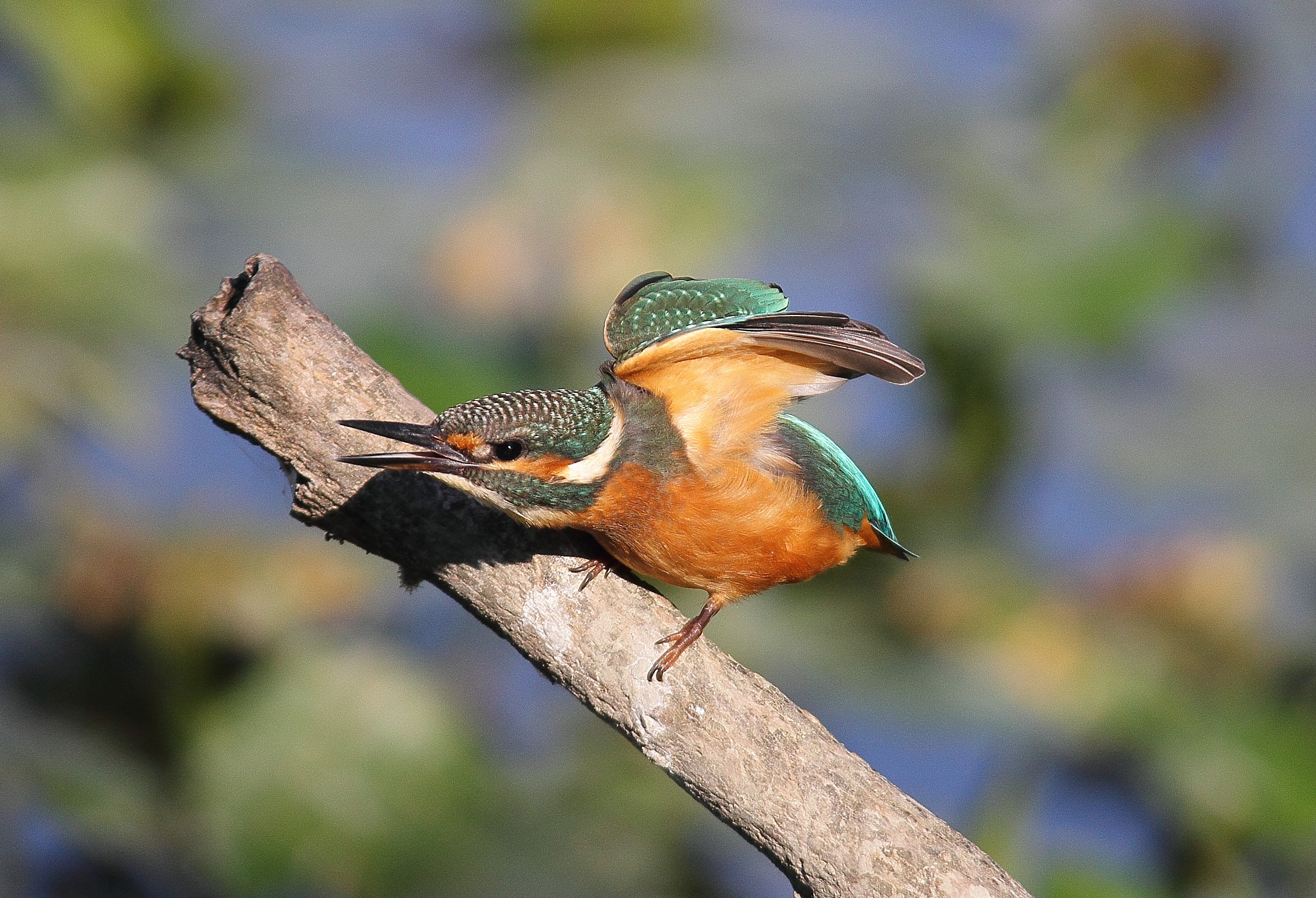 Kingfisher