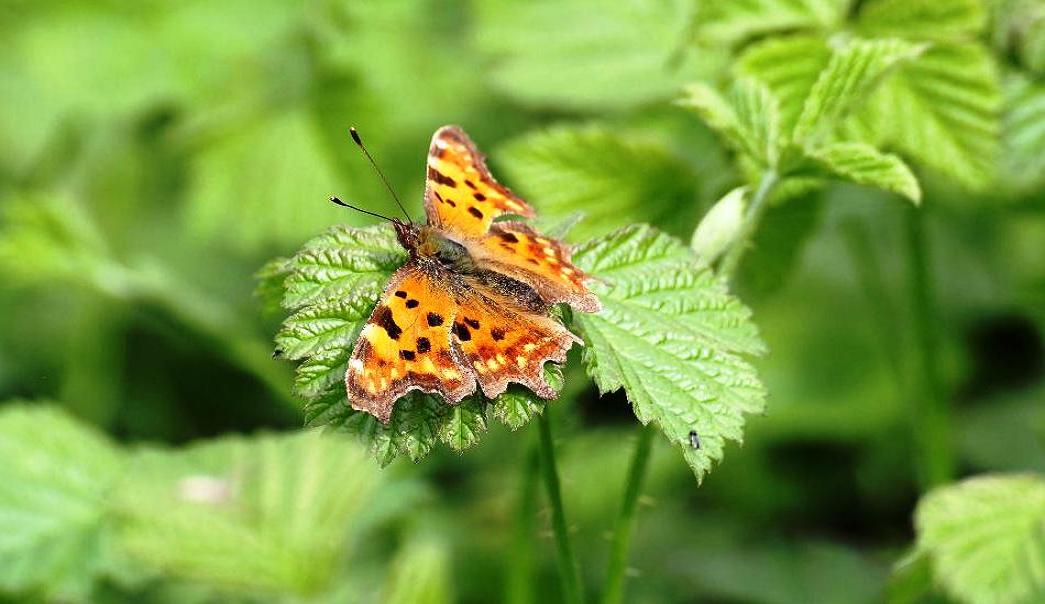 do not ask me what it's called ... I do not know '!