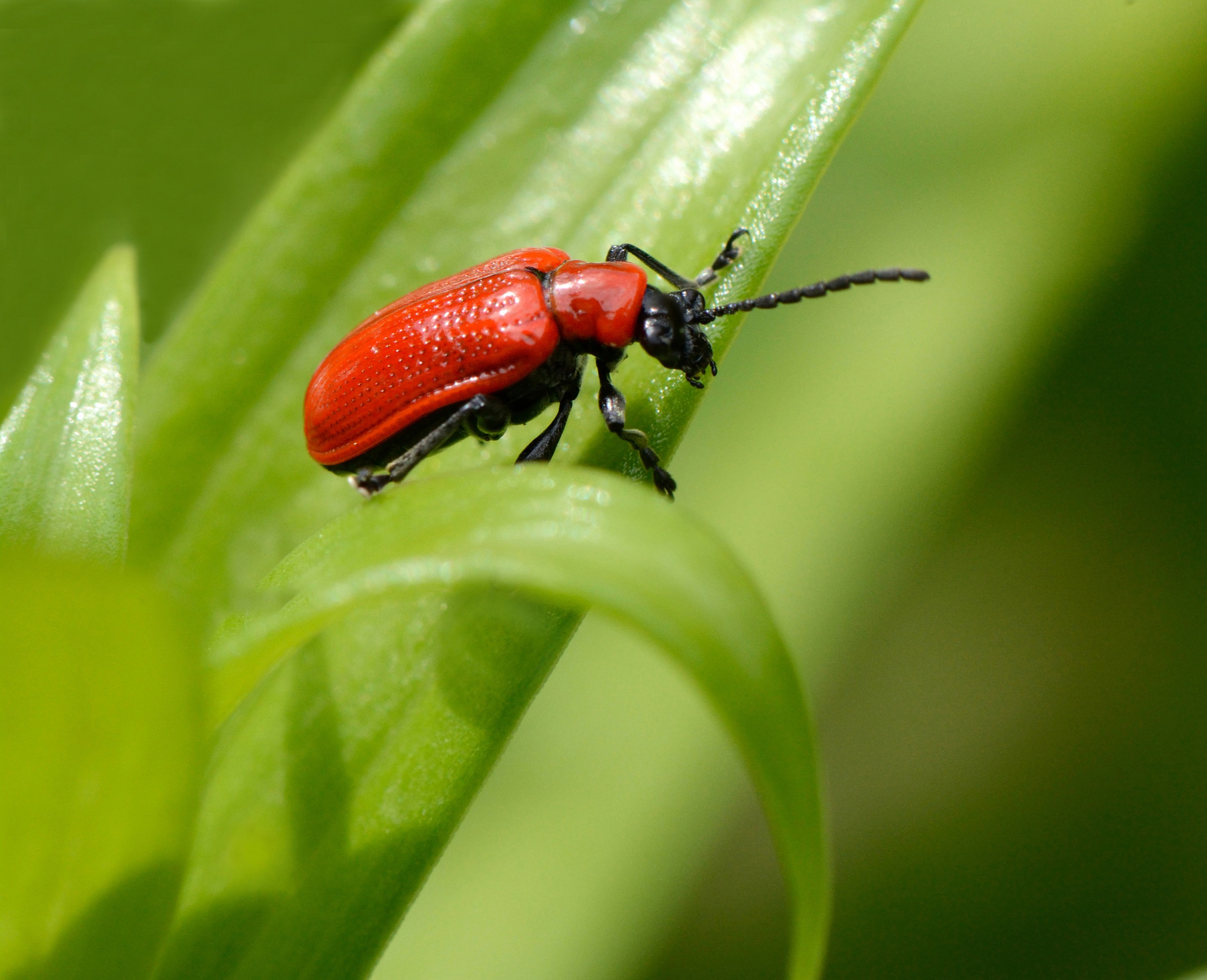 Lilioceris lilii or Criocera Lily