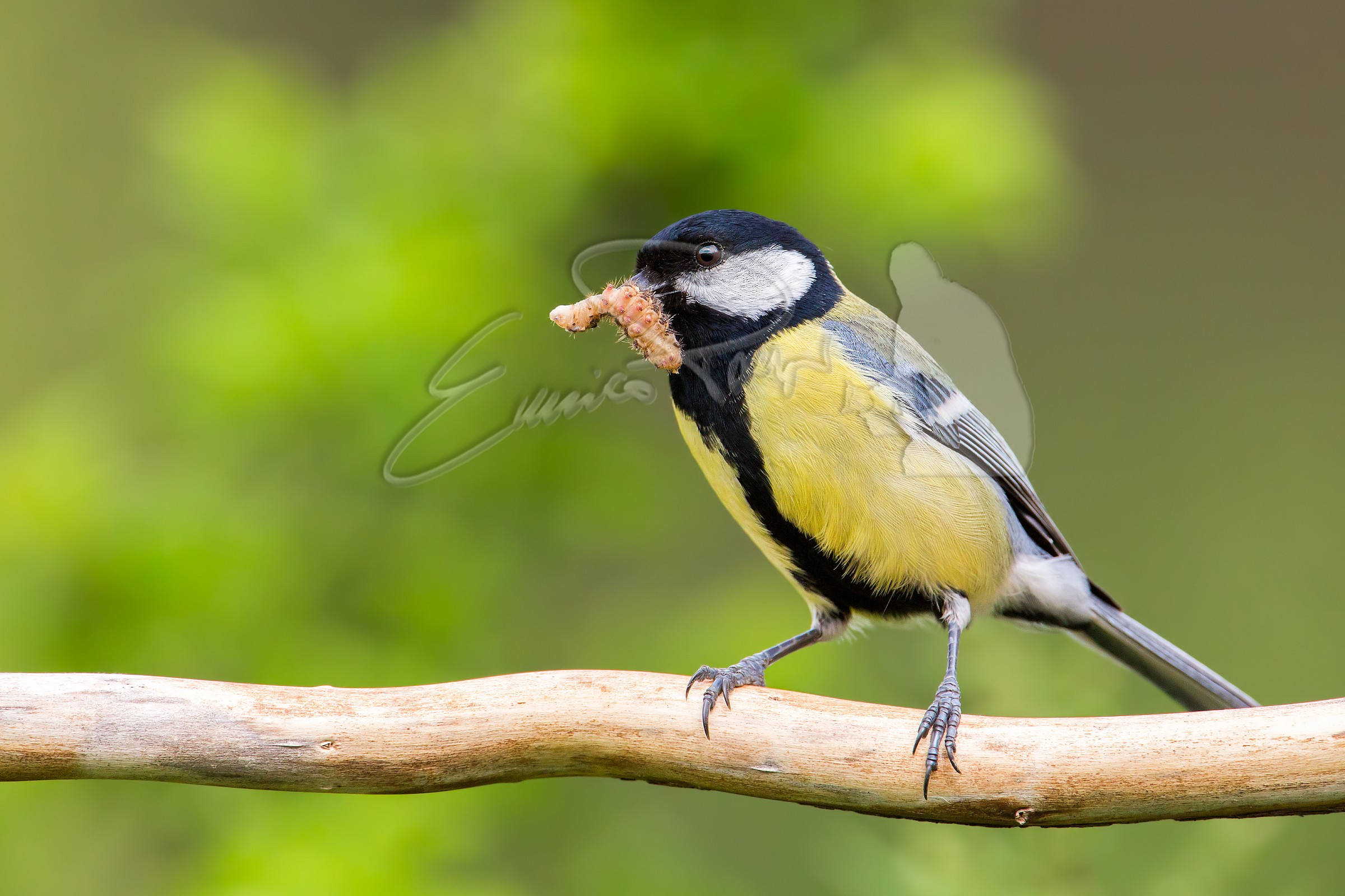 Tit Allegra with pranzetto