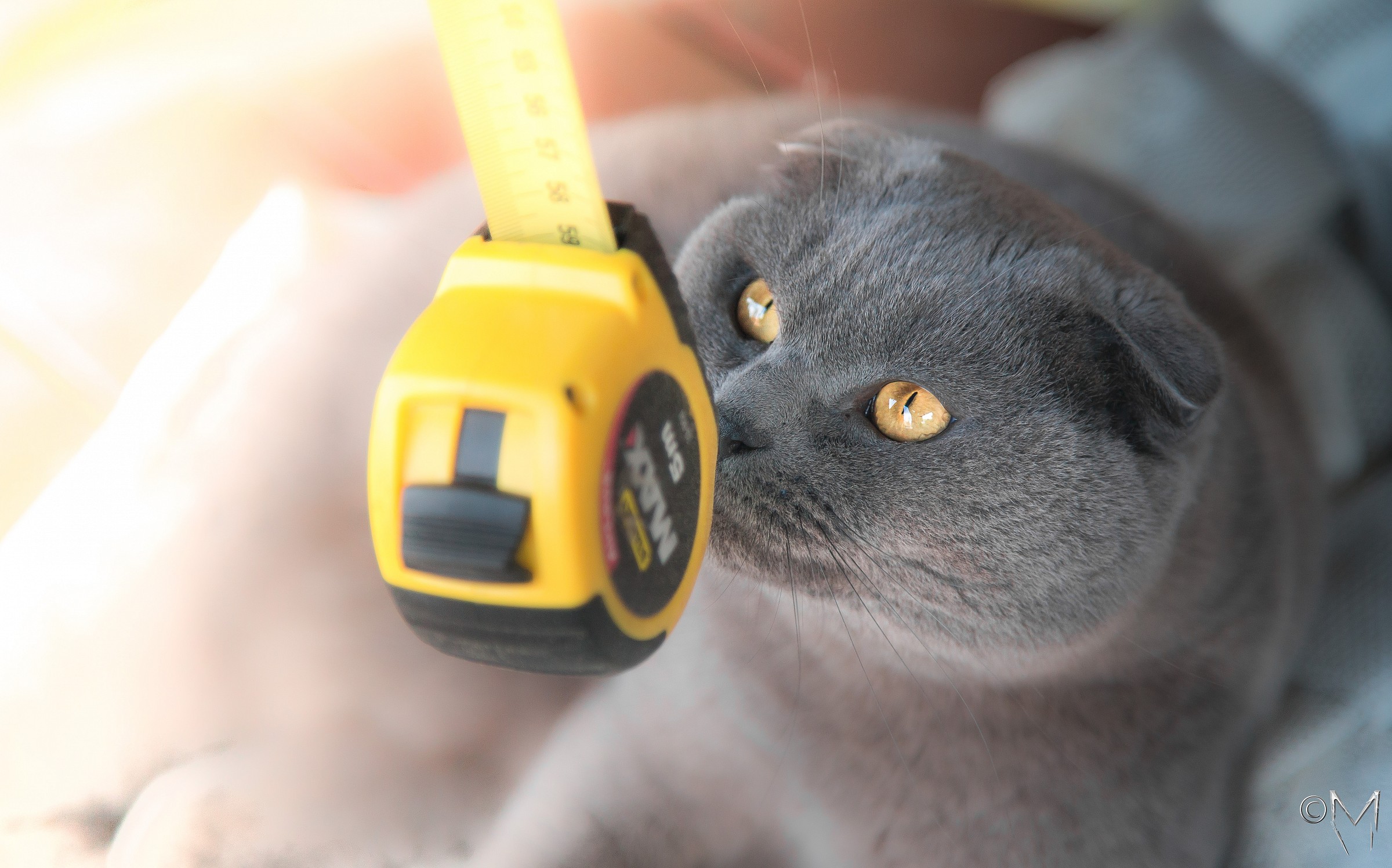 Mi misuri le orecchie?