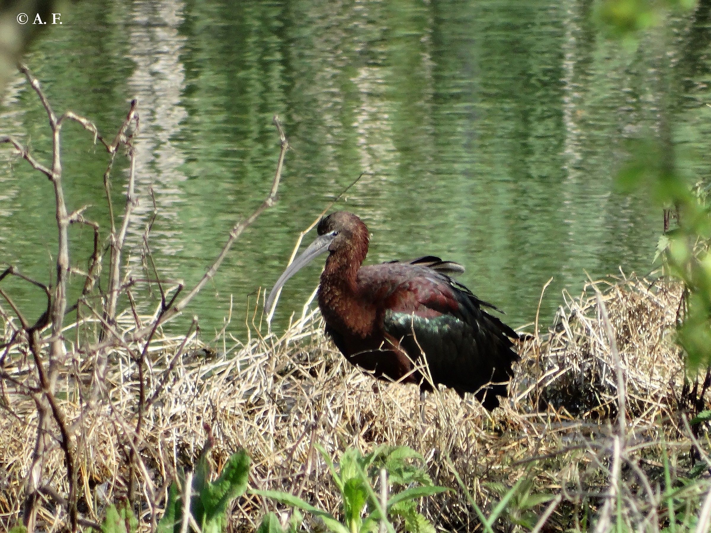 Glossy Ibis