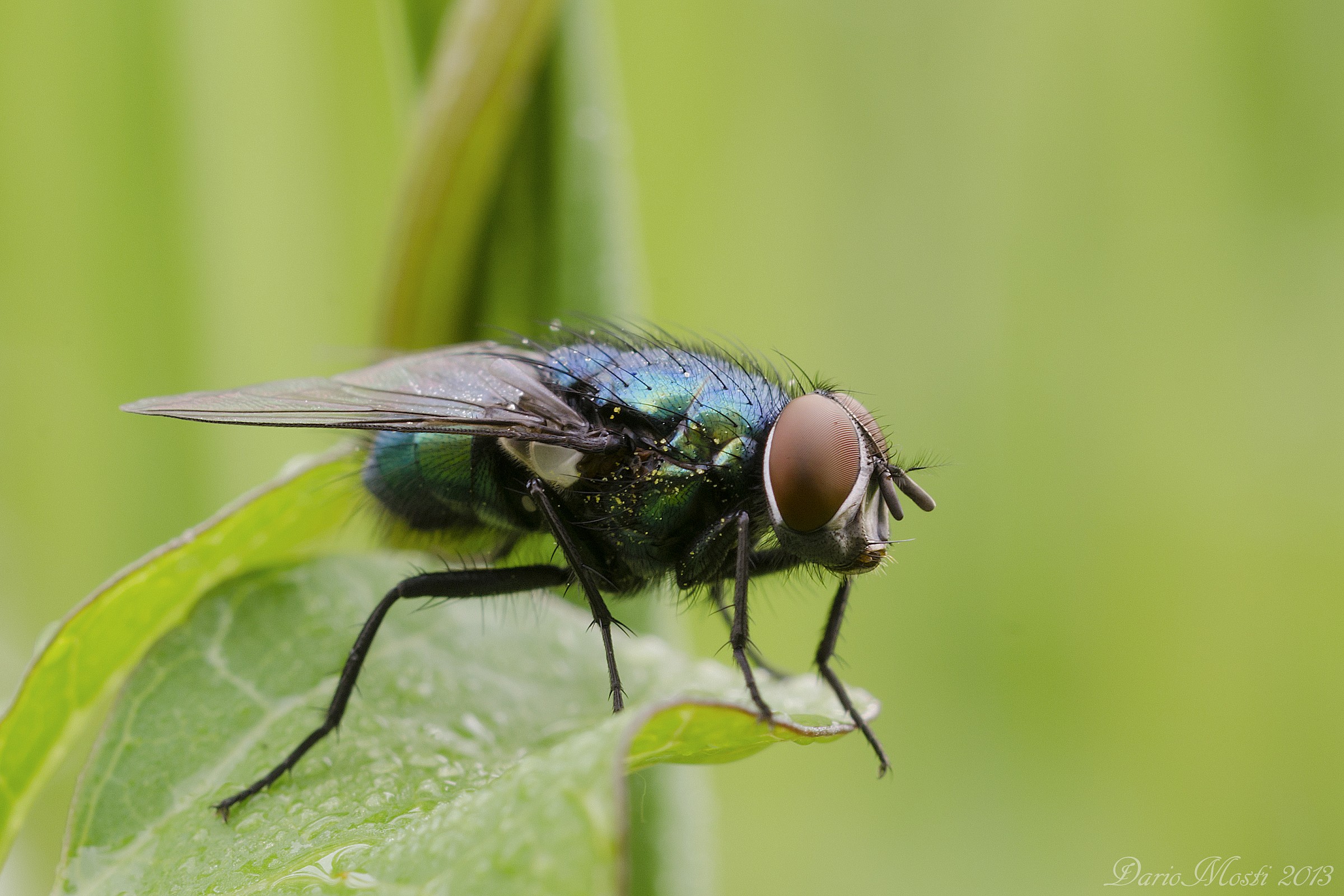 Calliphora vomitoria.