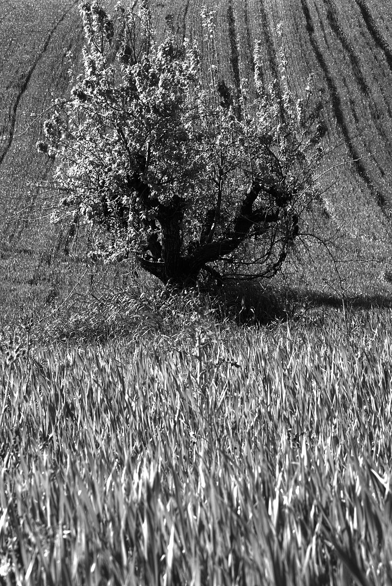 Mogliano and surroundings