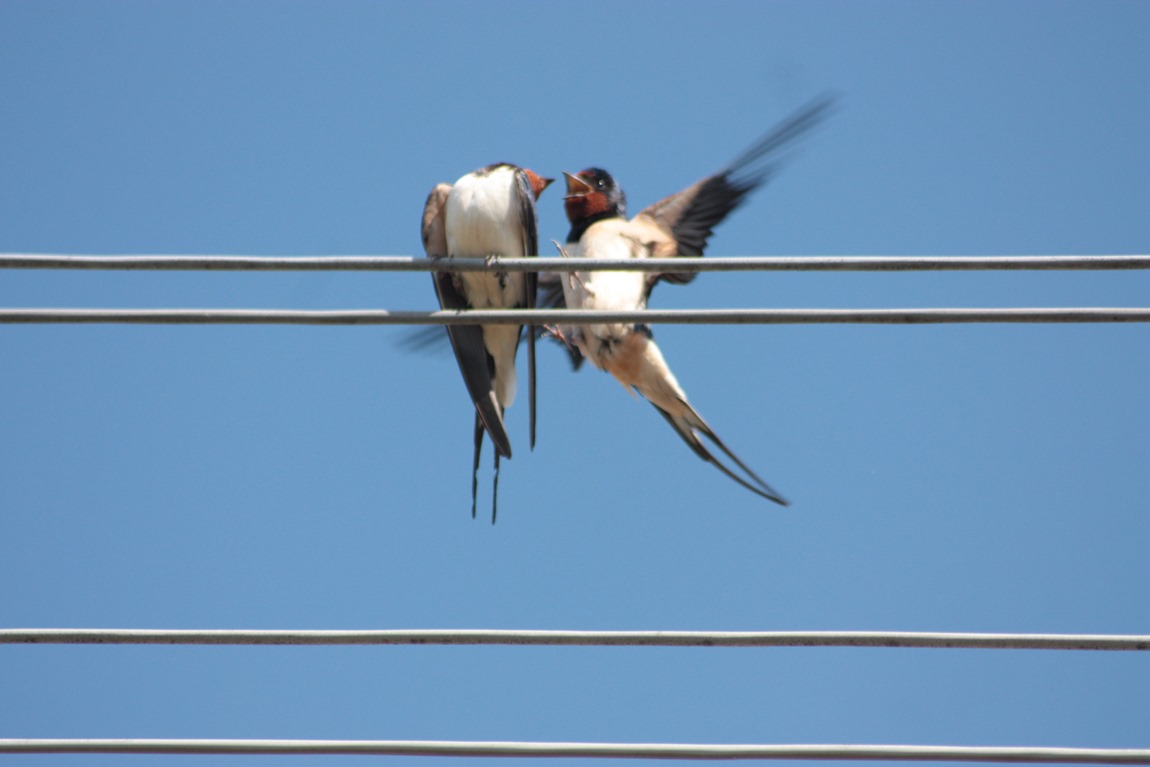 2 rondinelle che litigano