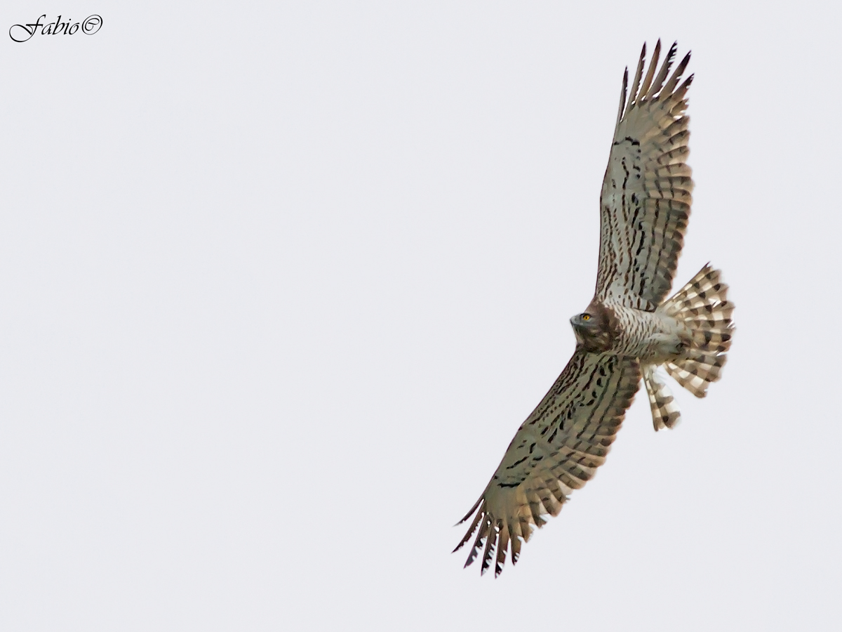 Biancone (Circaetus gallicus) II