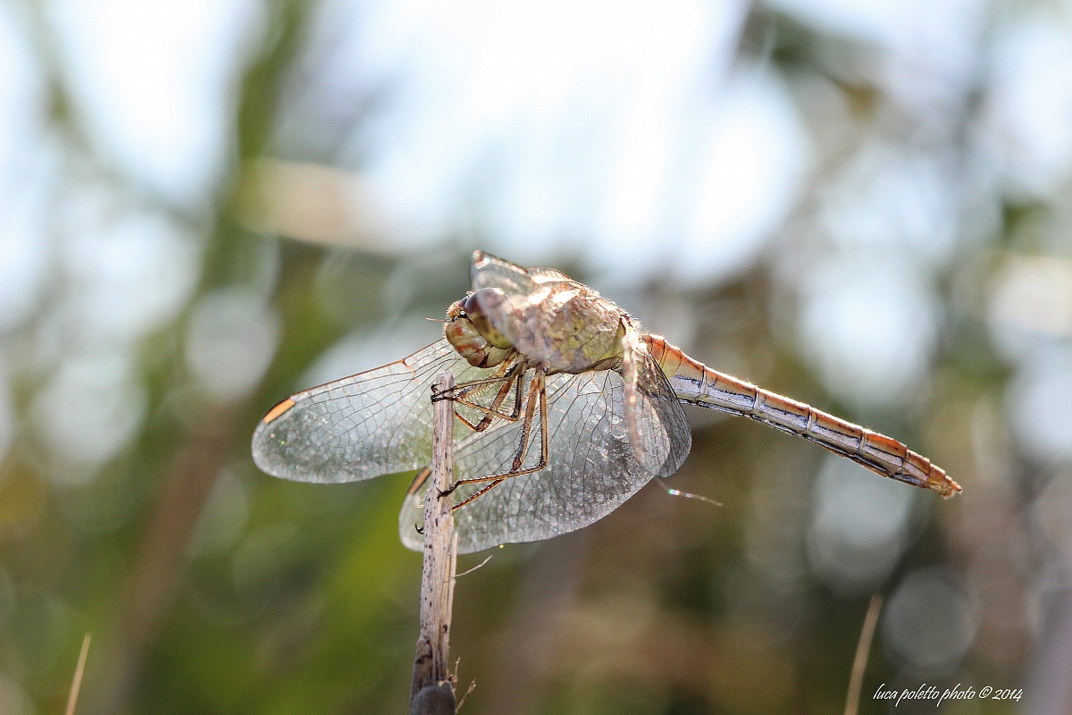 libellula