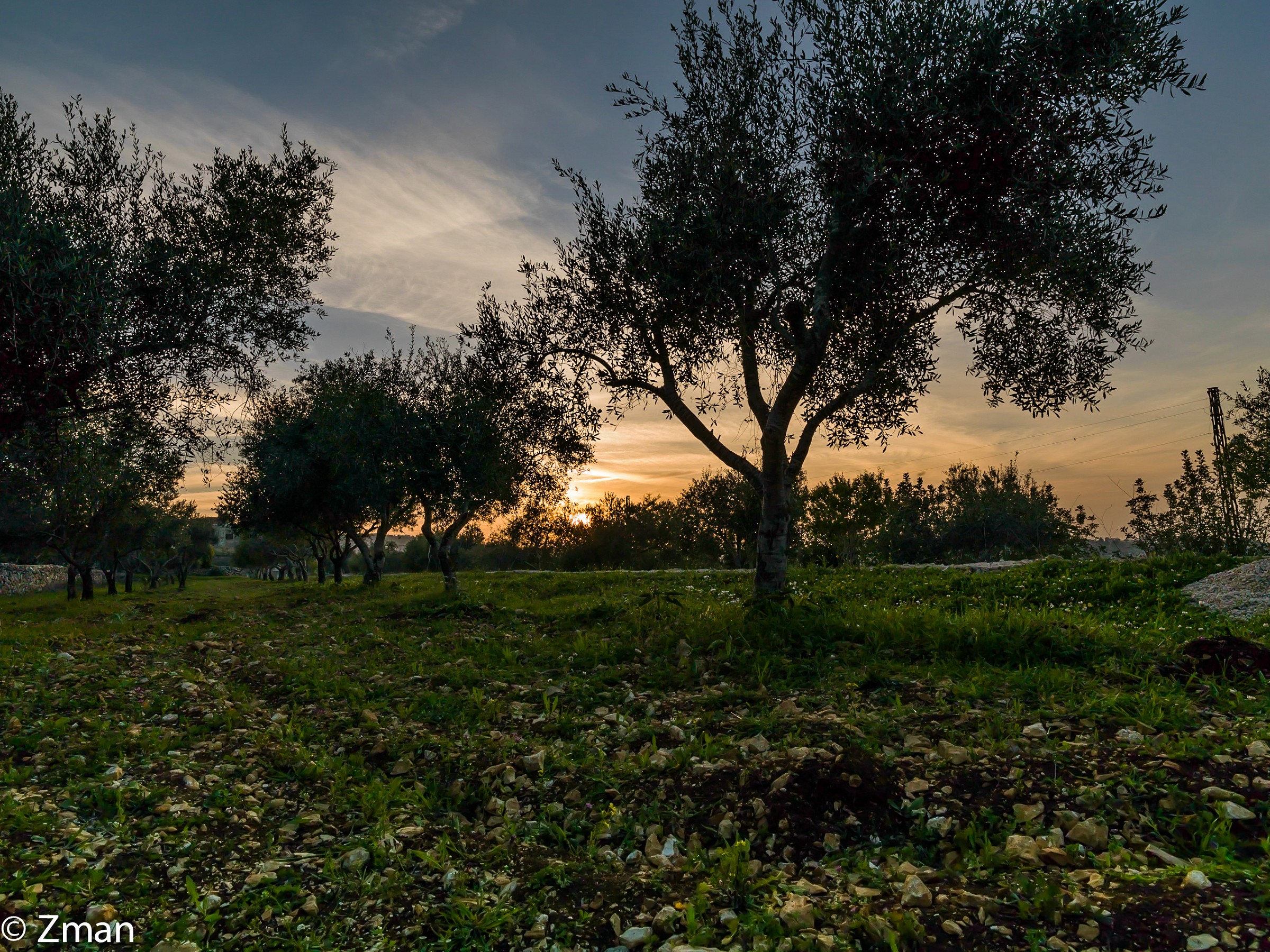 Sunset And The Olive Trees