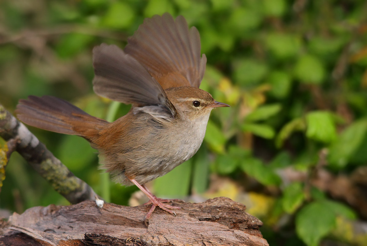 Cetti's Warbler