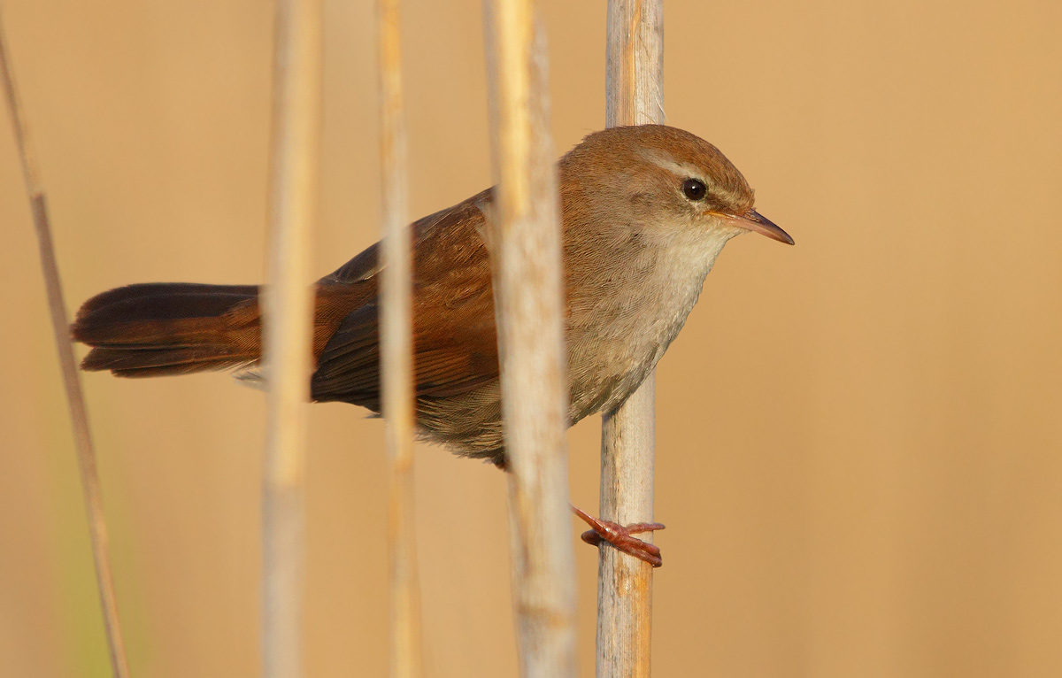 Cetti's Warbler