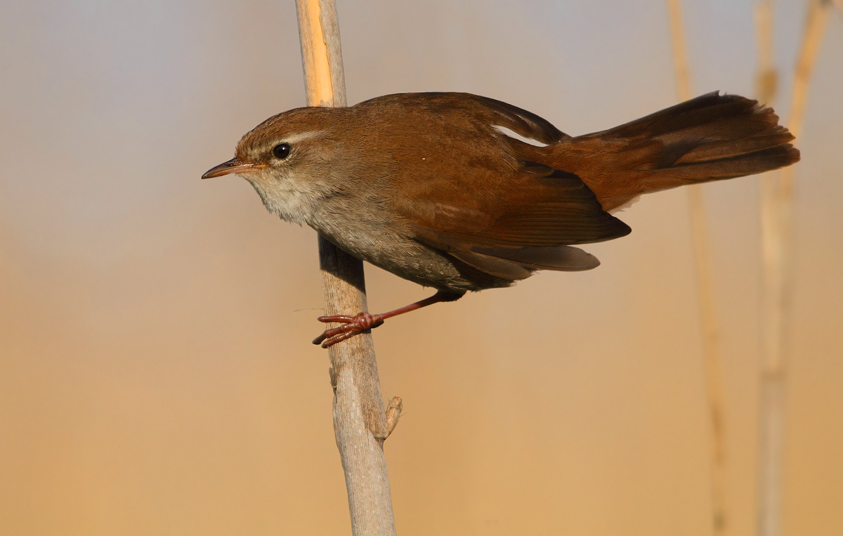 Cetti's Warbler
